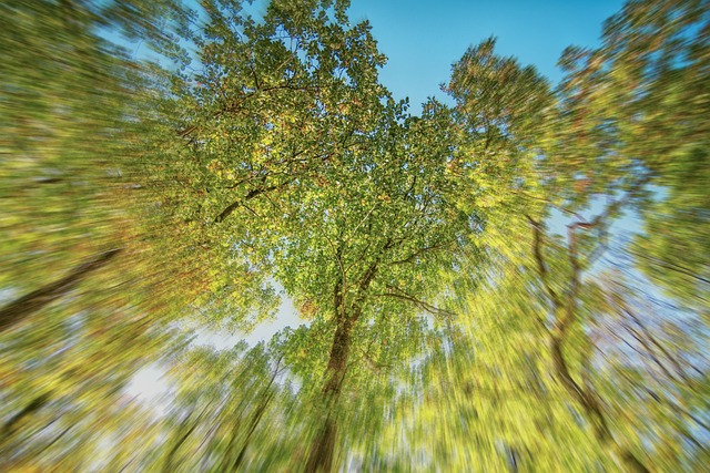 Free Forest Trees photo and picture