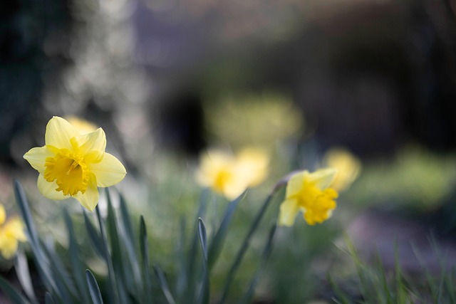 Free Daffodils Easter Bells photo and picture