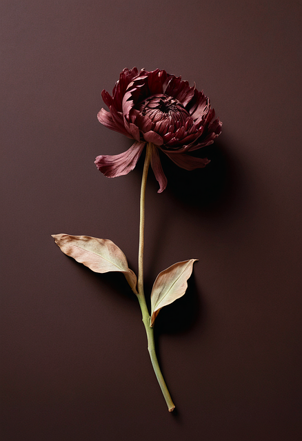 Withered Flower, Flower, Still Life