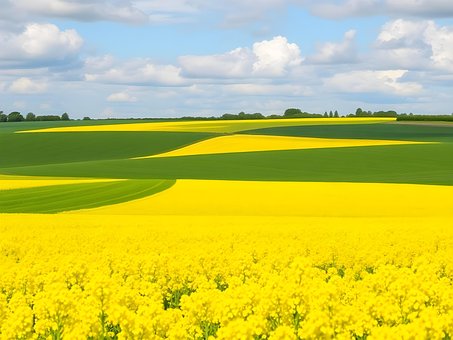 Free Blossoom Nature photo and picture