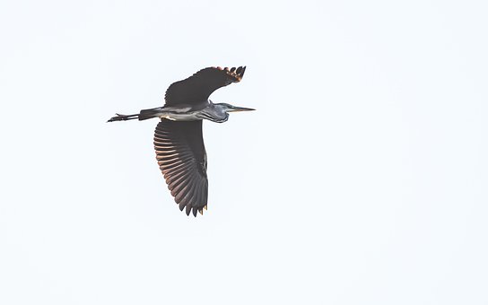 Free Heron Nature photo and picture