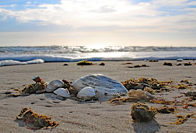 Amrum, Øy, Nord Sjøen, Strand, Skalldyr