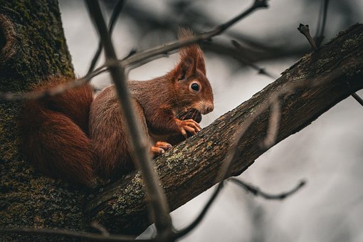 Free Squirrel Rodent photo and picture