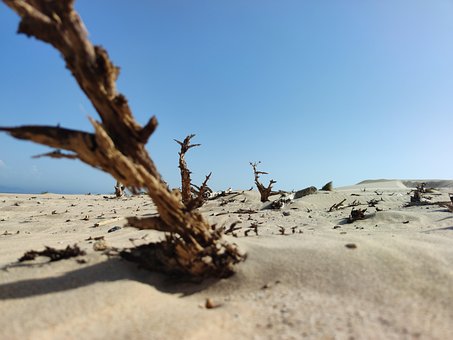 Ørken, Sand, Strand, Træ, Tørke, Tør