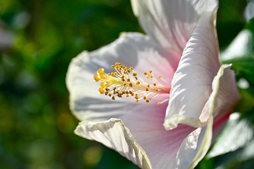 Free Hibiscus Flower Stamen Close-Up photo and picture