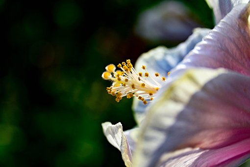 Free Hibiscus Pollen photo and picture