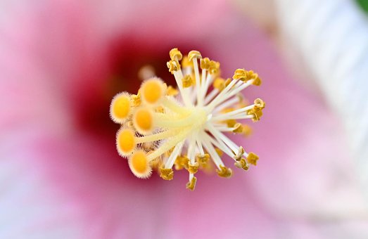 Free Hibiscus Stamen photo and picture