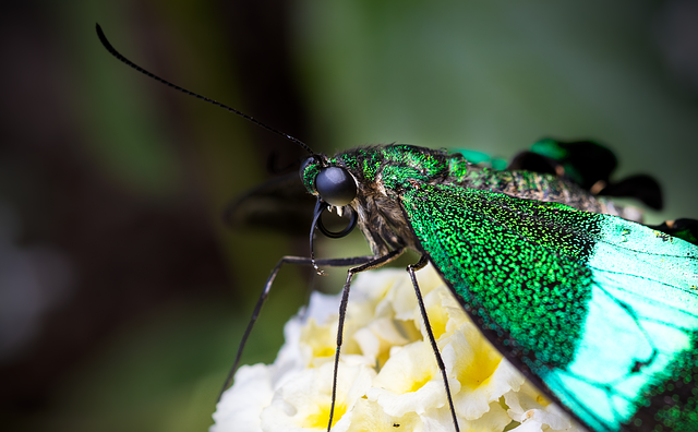 Free Emerald Swallowtail Emerald Peacock photo and picture