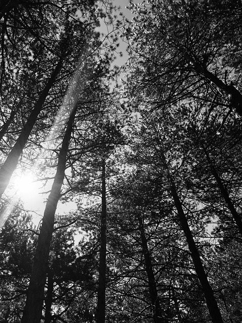 Free Trees Forest photo and picture