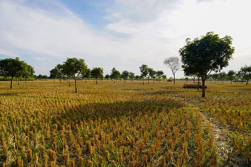 Landschap, Geoogst Veld, Bomen