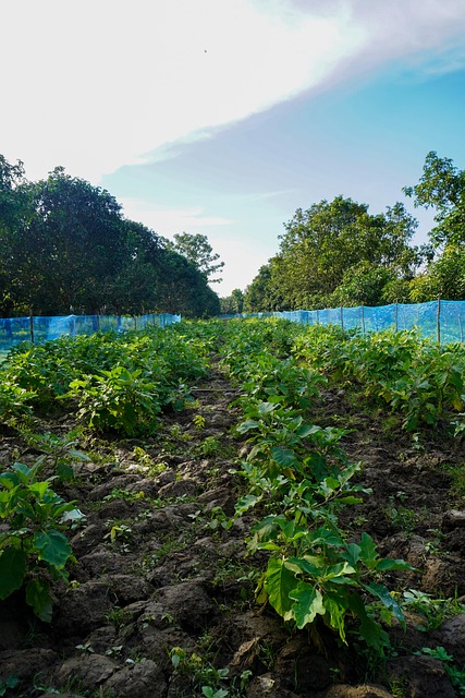 Biologisch, Boerderij, Groente, Planten