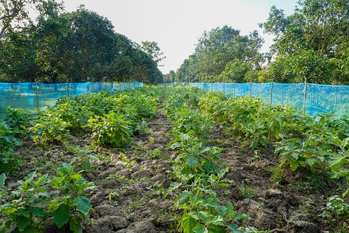Biologisch, Boerderij, Groente, Planten