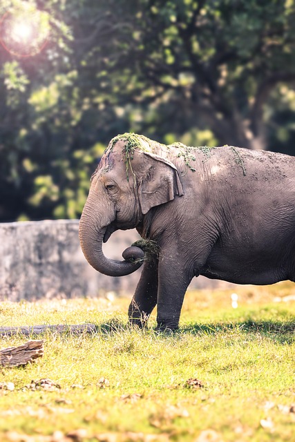 Free Elephant Wildlife photo and picture