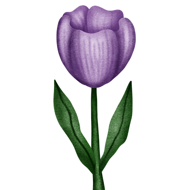Download free HD stock image of Tulip Purple Free tulip purple flower illustration