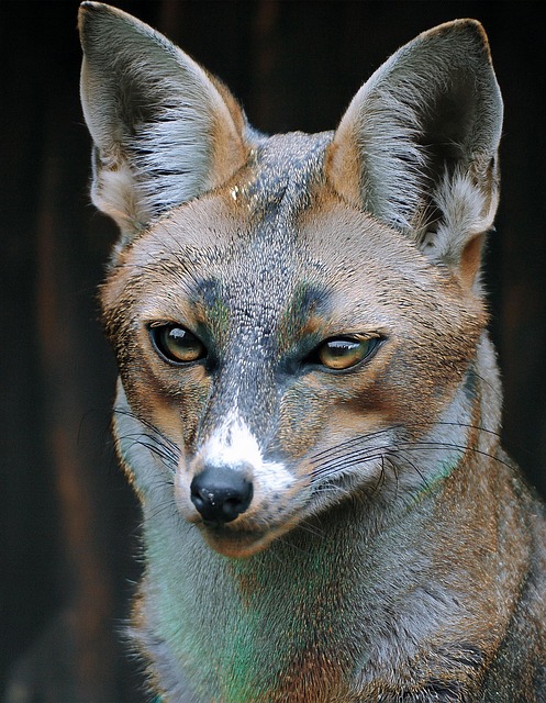 Free Fox Animal illustration and picture