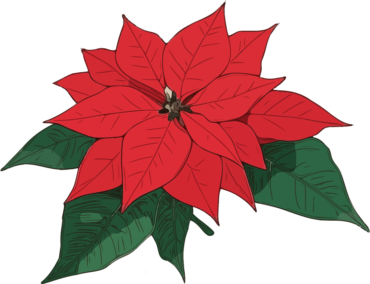 Weihnachtsstern Blume Weihnachten - Kostenlose Vektorgrafik auf Pixabay