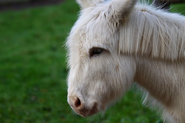 Free Donkey House Mice photo and picture