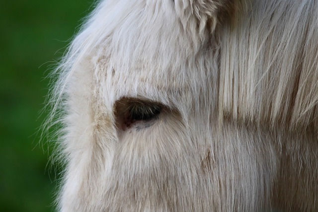 Free Donkey House Mice photo and picture
