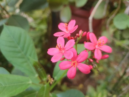Free Flower Nature photo and picture