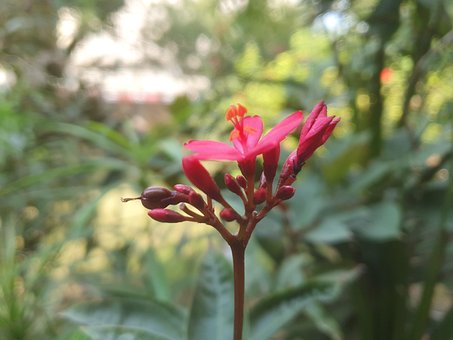 Free Flower Nature photo and picture