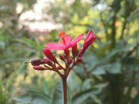 Free Karachi Flower photo and picture