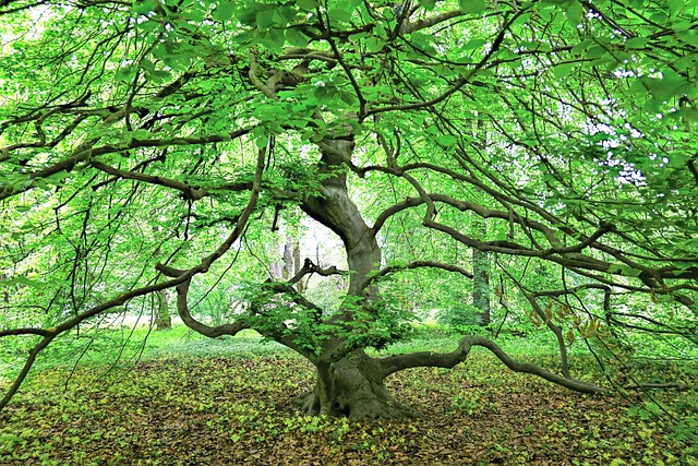 Free Tree Nature photo and picture