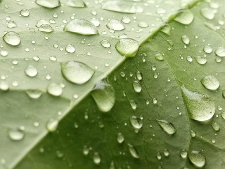 Free Leaf Nature photo and picture