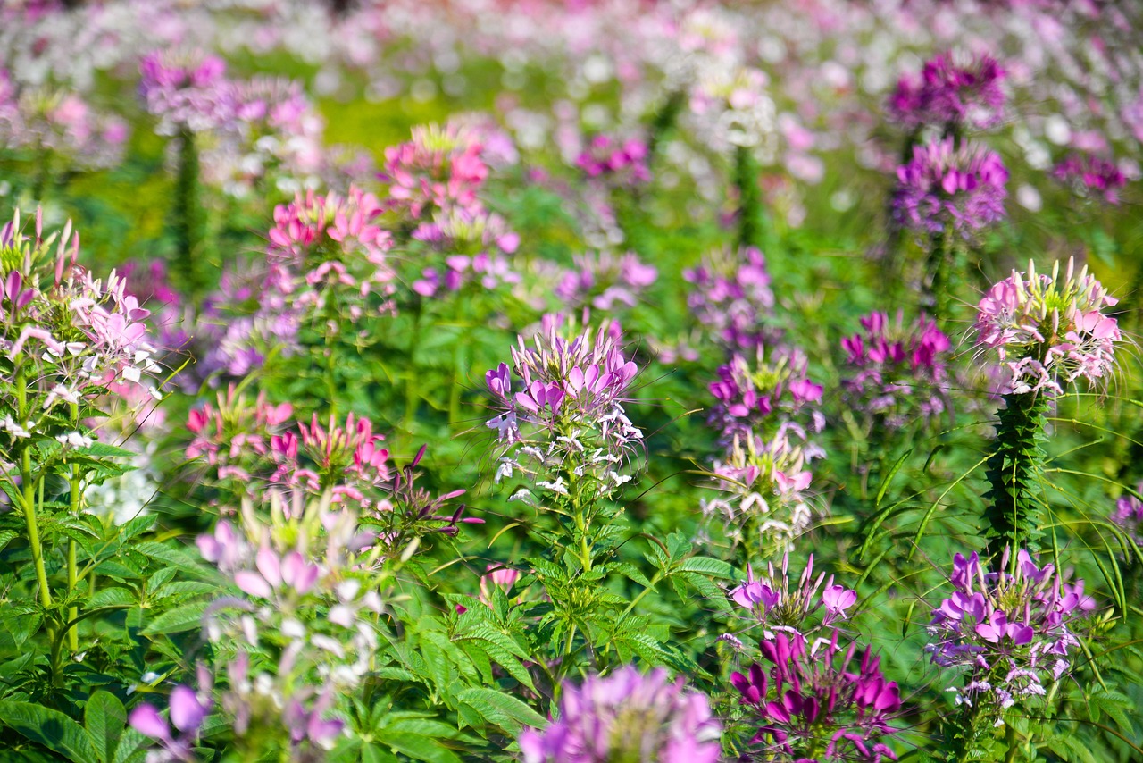 Flowers Nature Bloom - Free photo on Pixabay
