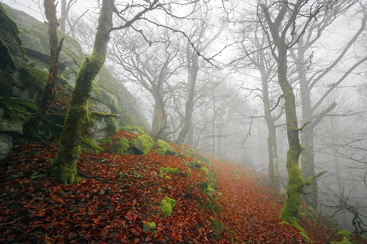 Forrest Uk Rocks Rocks Forest Fog - Free photo on Pixabay