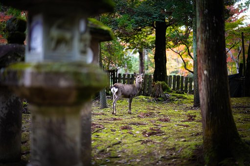 Free Deer Japan photo and picture