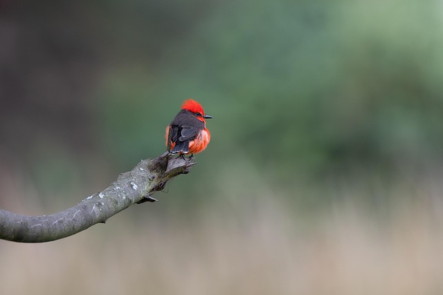 Free Vermilion Flycatcher Flycatcher photo and picture