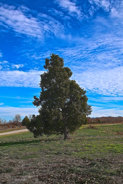 Kentucky, Árvore, Natureza, Panorama