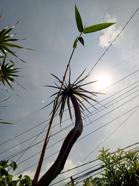 Free Bamboo Nature photo and picture