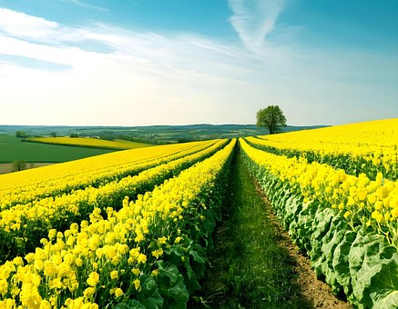 Colheita, Vila, Agrícola, Mostarda