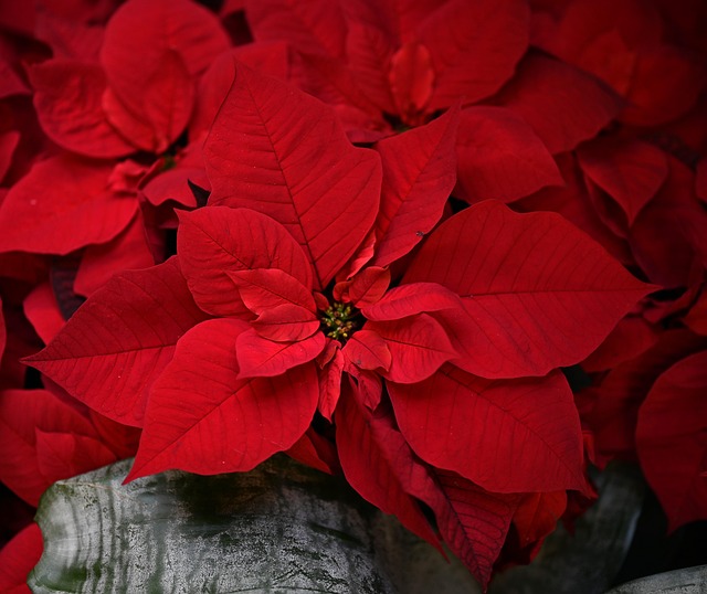 Navidad, Día Festivo, Flor, Naturaleza