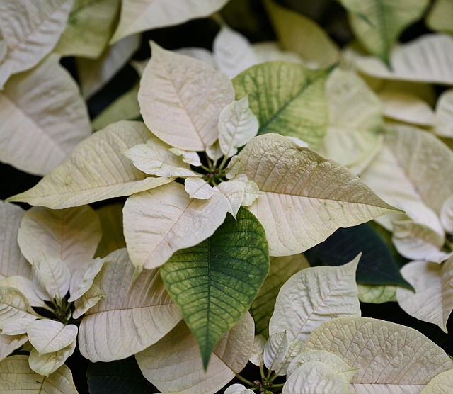 Navidad, Flor, Naturaleza, Planta