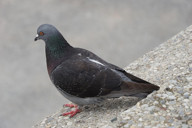 Pombo, Ave, Natureza, Paz