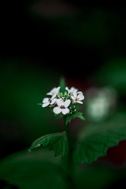 Bloemen, Groente, De Lente, Macro