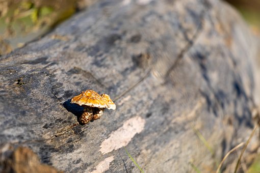 Pilze, Natur, Herbst, Wald, Holz