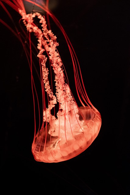 Free Jellyfish Sea photo and picture