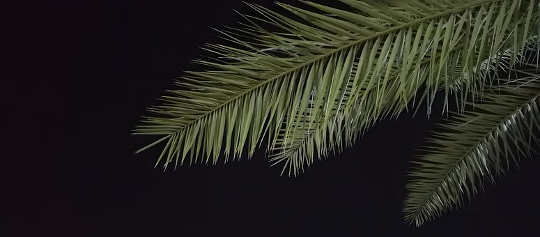 Blade, Natur, Træ, Efterår, Skov, Træer