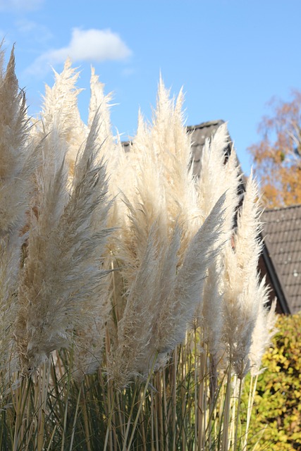 Free Reed Nature photo and picture