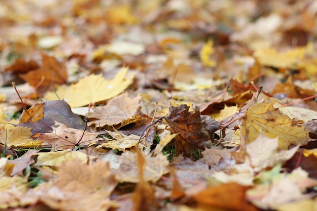 Free Leaves Fall photo and picture