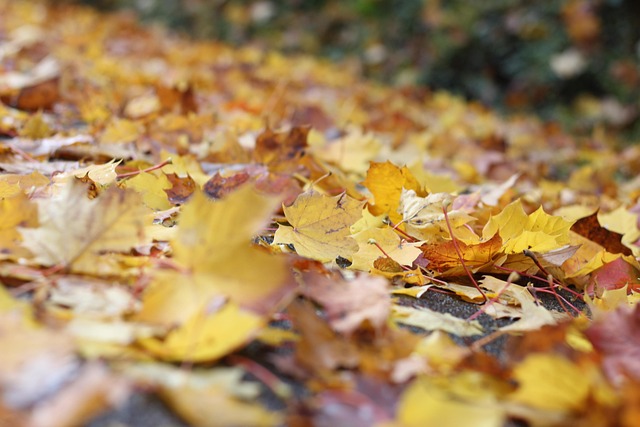 Free Leaves Fall photo and picture