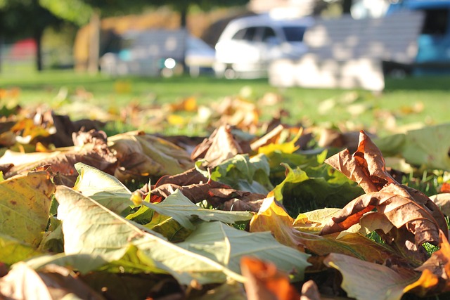 Free Leaves Fall photo and picture