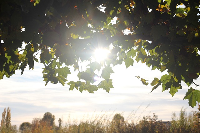 Free Tree Nature photo and picture