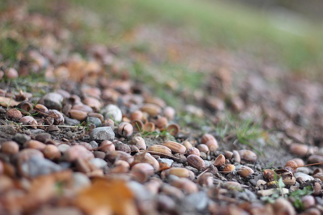 Free Acorn Oak photo and picture