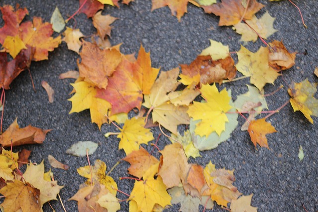 Free Fall Leaves photo and picture