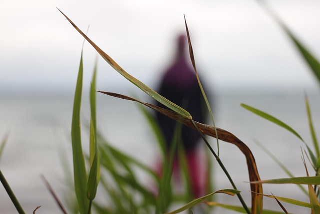 Free Grass Nature photo and picture
