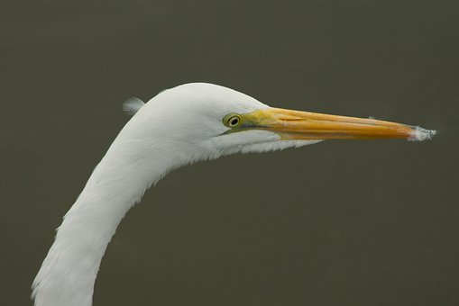 Free Bird Ornithology photo and picture